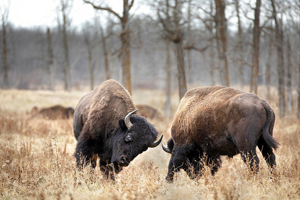 Sepia image of Plains Bison (Bison bison bison) jousting at Elk Island National Park; Alberta, Canada