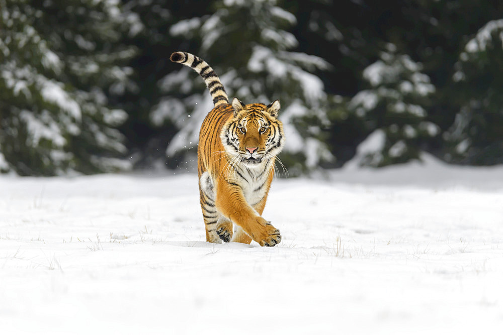 Siberian tiger (Panthera tigris altaica) walking in the snow in winter; Czech Republic