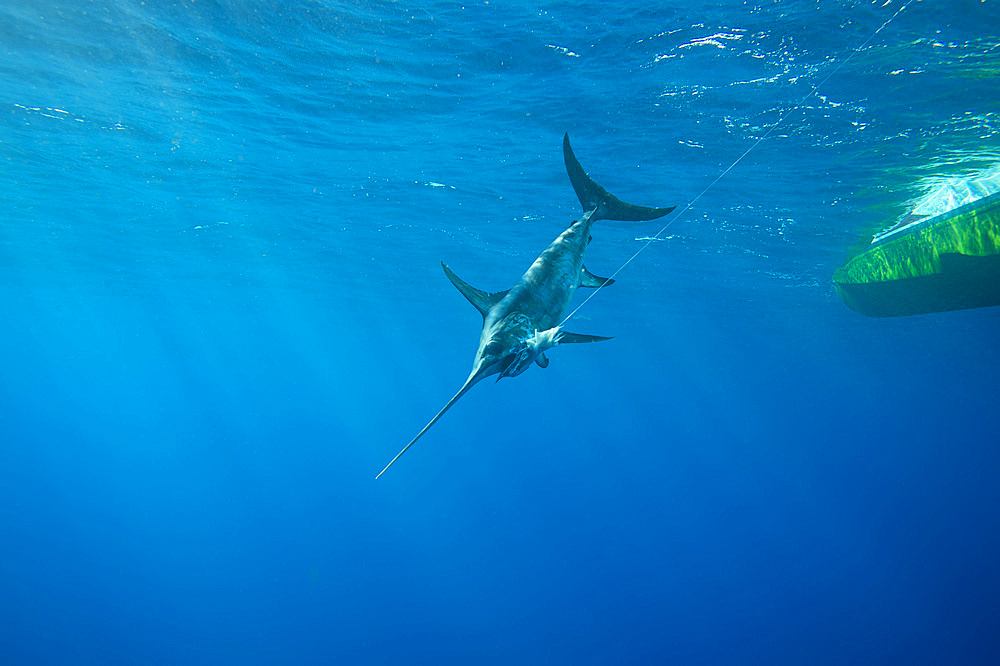 A swordfish (Xiphias gladius) caught by fishing line and bait by the underside of a boat; Islamorada, Florida, United States of America