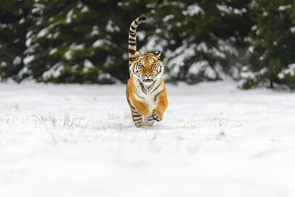 Siberian tiger (Panthera tigris altaica) running in snow; Czech Republic