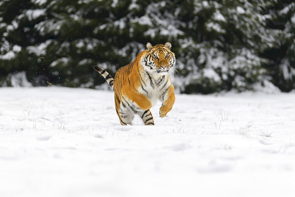 Siberian tiger (Panthera tigris altaica) running in snow; Czech Republic