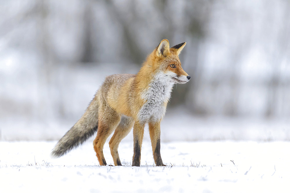 Red Fox (Vulpes vulpes) stalking prey in snow; Europe