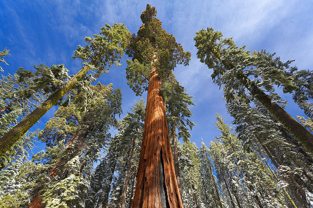 Redwoods in snow in Mariposa Grove, Yosemite National Park; California, United States of America