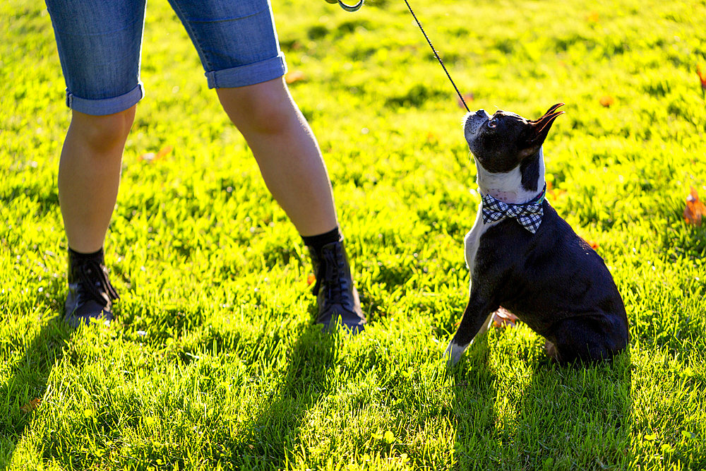 An owner stands pulling on a dog leash as a stubborn dog sits firm on the grass; North Vancouver, British Columbia, Canada