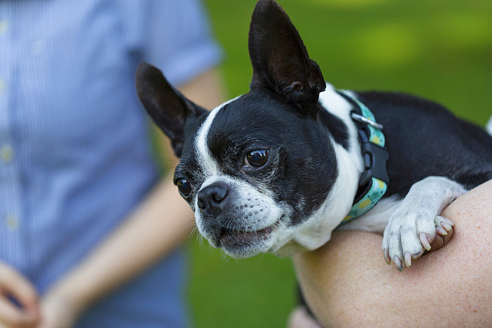 Delighting in Millie, a recovery dog, whose days are numbered; North Vancouver, British Columbia, Canada