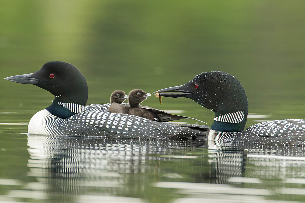 Common loon (Gavia immer), an adult loon carries two babies on his back when the other adult feeds on of them with a damselfly larva, La Mauricie National Park; Quebec, Canada