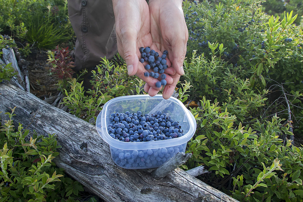 Picking wild blueberries in the region of La Maurice; Quebec, Canada