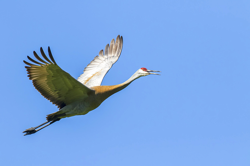 Sandhill crane (Grus canadensis) in flight under a blue sky; Quebec, Canada