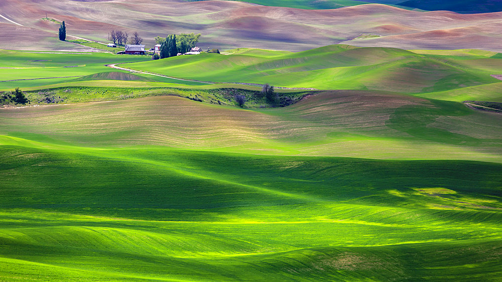 Sunlit rolling hills with green grain fields and farm buildings; Palouse, Washington, United States of America