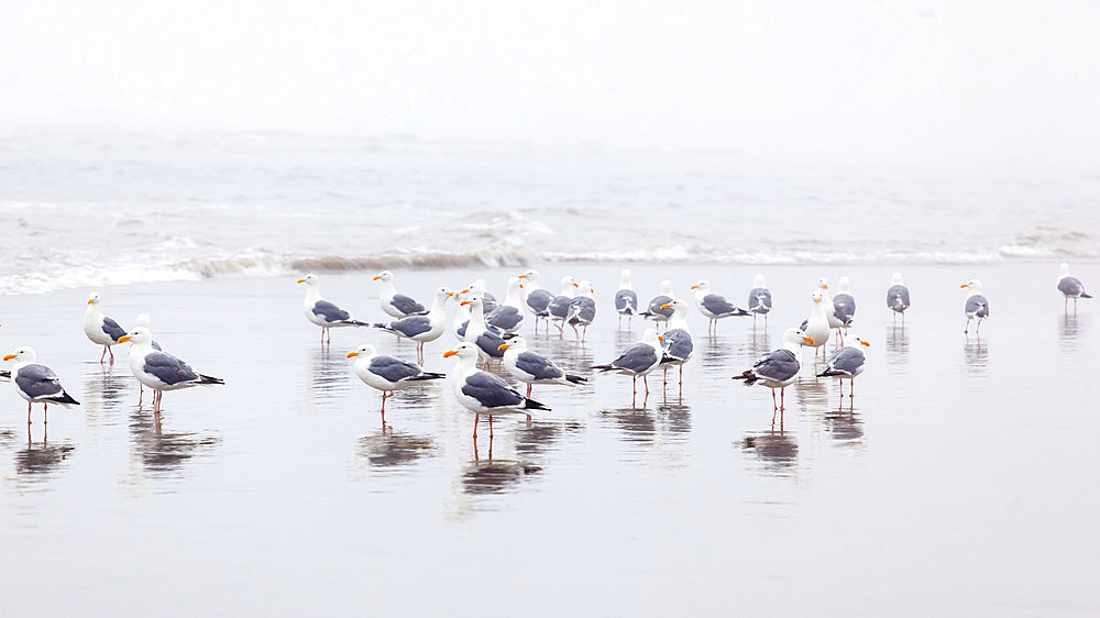 Seagulls standing on the wet beach in the surf; Cannon Beach, Oregon, United States of America