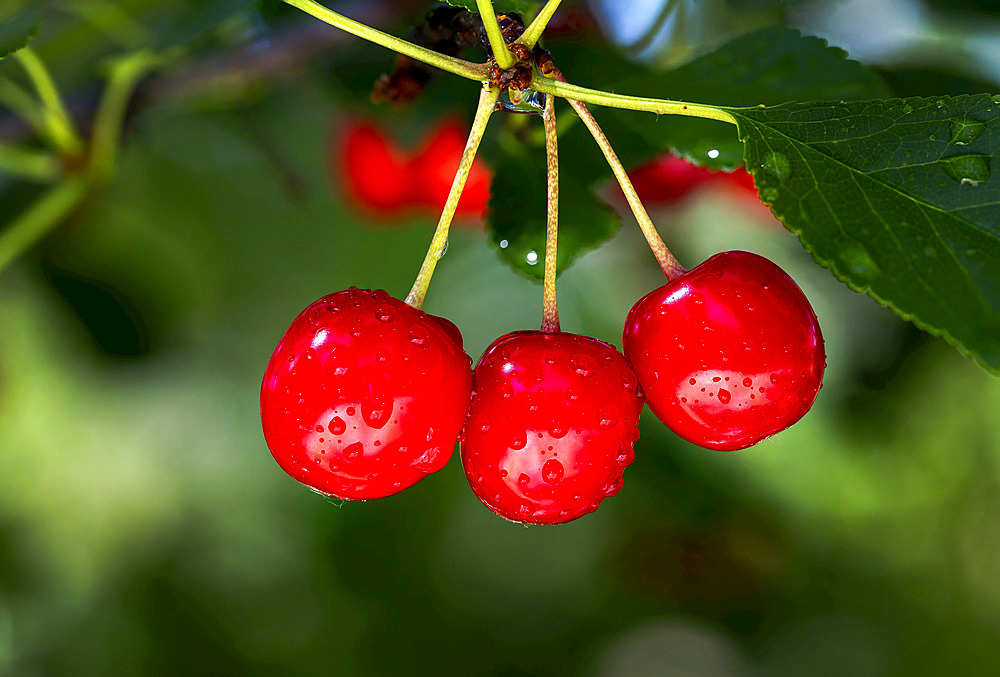 Close up of red cherries hanging on a tree with water droplets; Calgary, Alberta, Canada