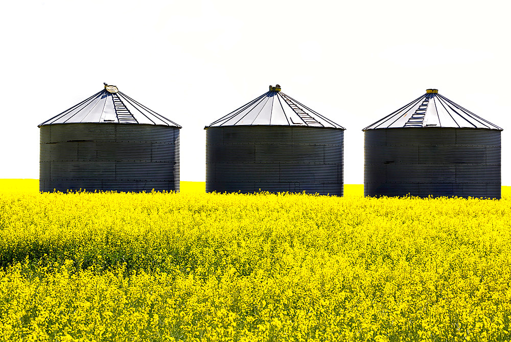 Three large metal grain storage bins in the middle of a flowering canola field with a blown-out sunny sky; East of Calgary, Alberta, Canada