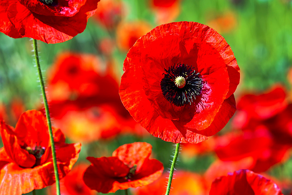 Close up of a red poppy flower; Calgary, Alberta, Canada