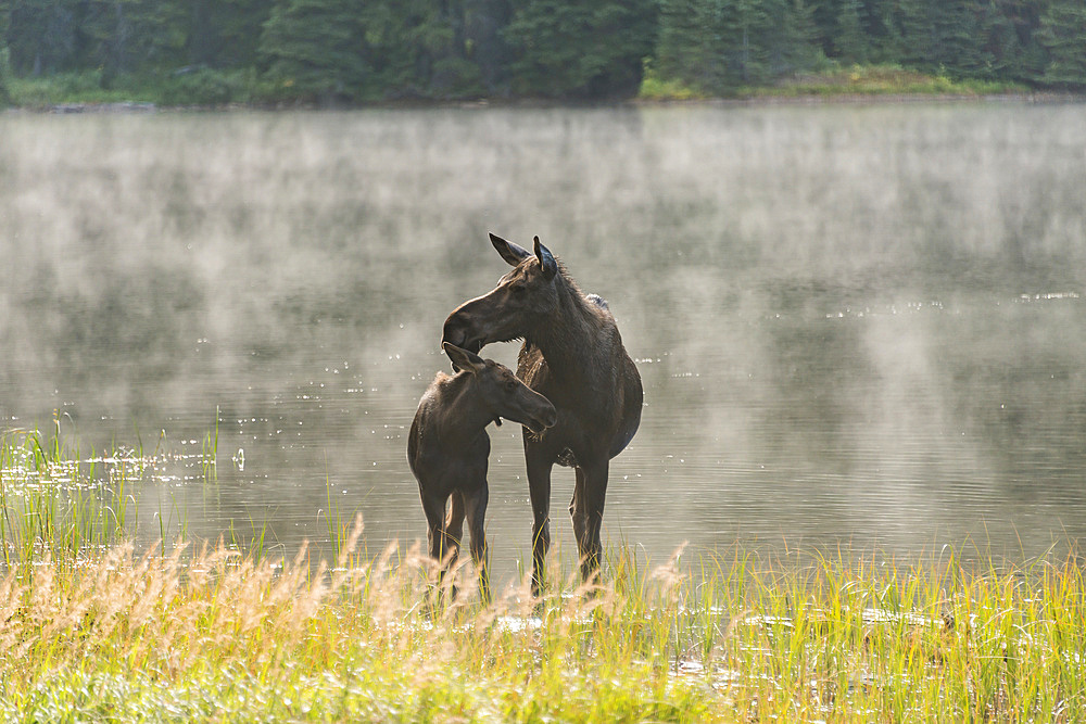 Moose cow and calf (Alces alces) standing together at the water's edge with mist rising off the surface of the water behind them, Waterton Lakes National Park; Alberta, Canada