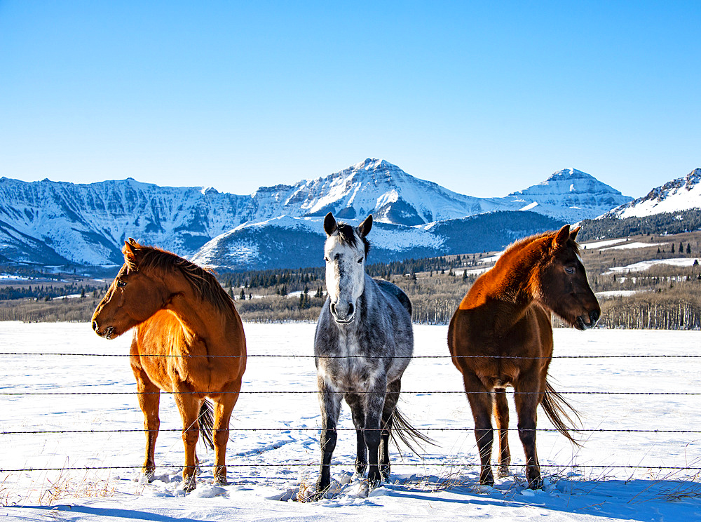 Three horses stand in a row along a fence in a snowy pasture with a snow-covered mountain range in the background; Alberta, Canada