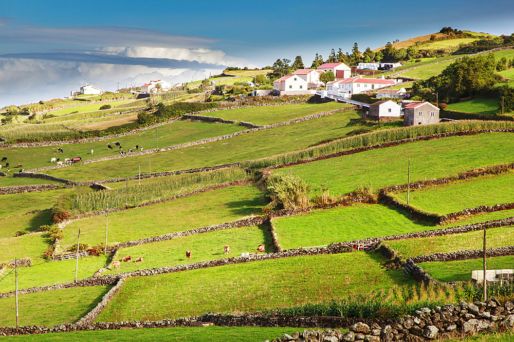 Aerial view of farm buildings and grassy farmland separated by stone walls along the coastal mountainside; Terceira, Azores