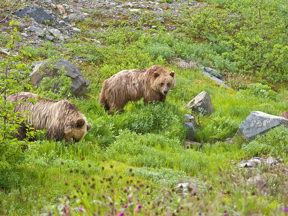 Grizzly Bear and Cubs, Coast Mountains, British Columbia, Canada