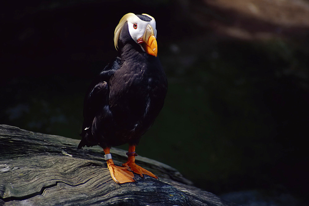 Tufted Puffin Standing on Rock, Oregon Coast, Oregon, USA