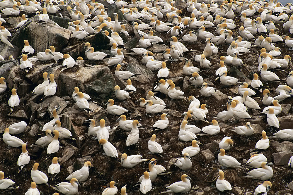 Gannets Cape Saint Mary's Newfoundland, Canada