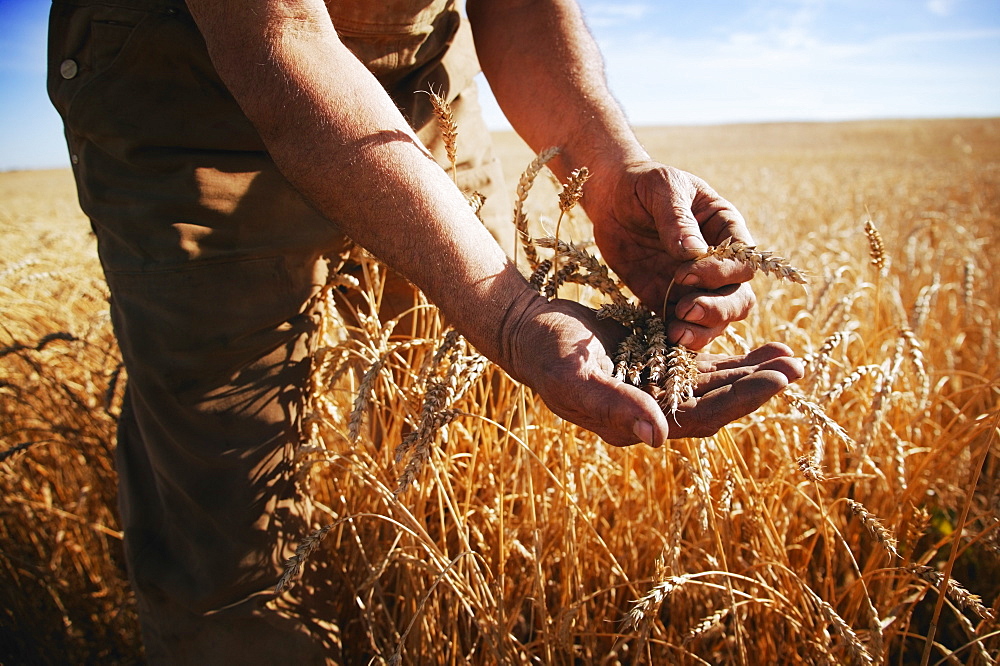 Farmer Holding Grain