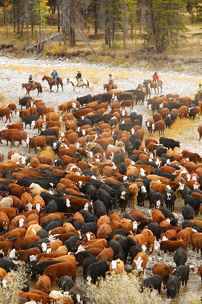 Cattle Drive, Southern Alberta, Canada