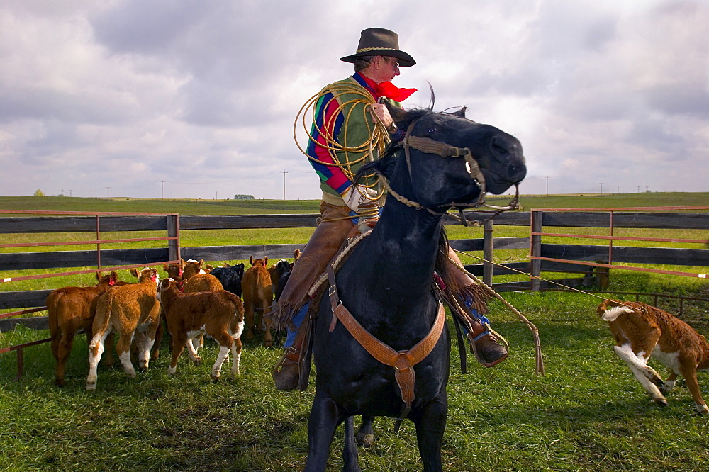 Cowboy Roping Cattle