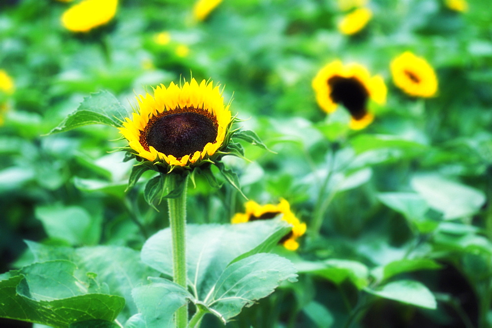 Sunflowers