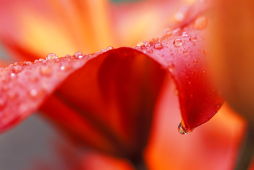 Closeup Of Pink Flower With Water Drops