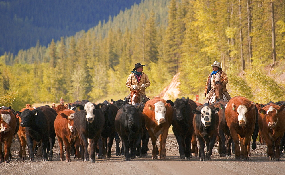 Cattle Drive, Southern Alberta, Canada