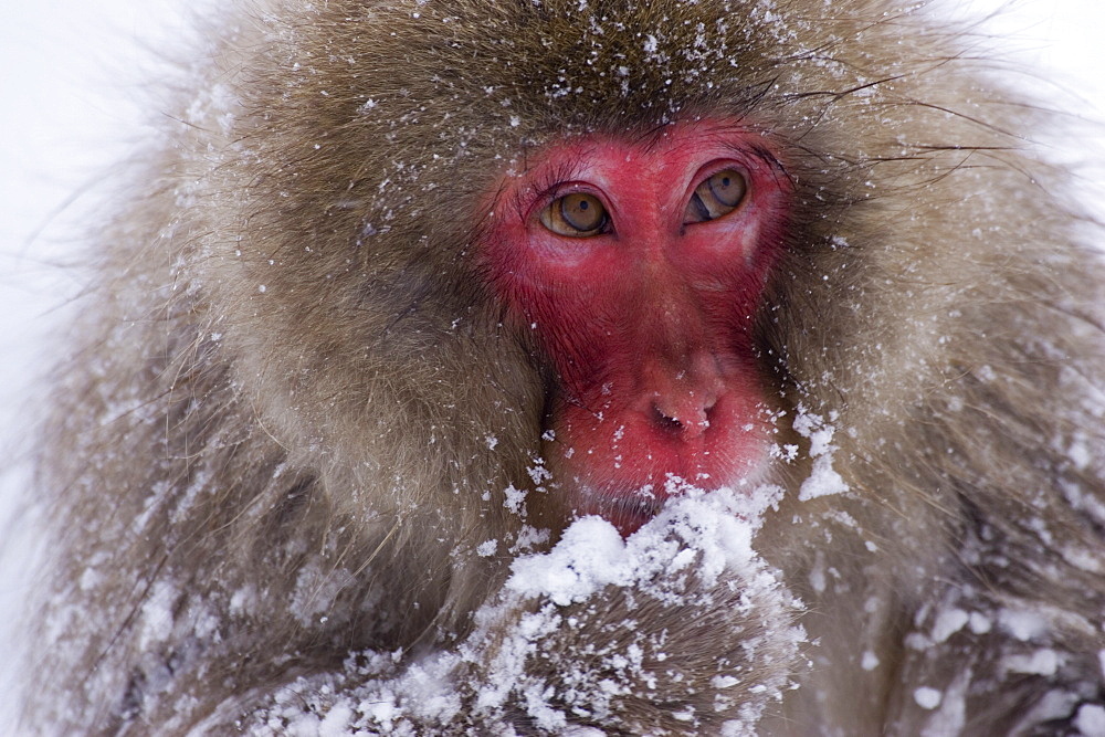 Portrait Of Snow Monkey Eating Snow