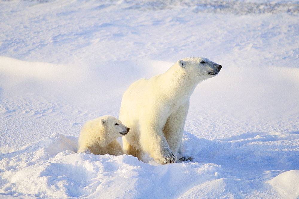 Polar Bear With Cub