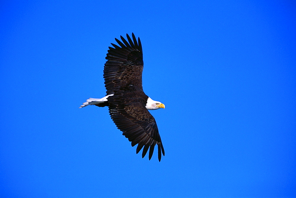 Bald Eagle Soaring In Sky