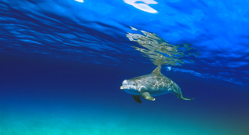 Bottlenose Dolphin