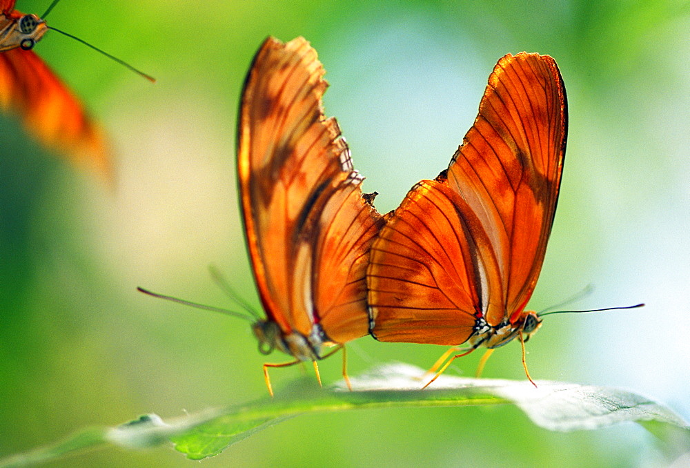 Two Butterflies On A Leaf