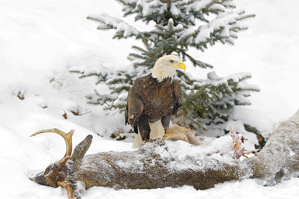 Bald Eagle On Kill
