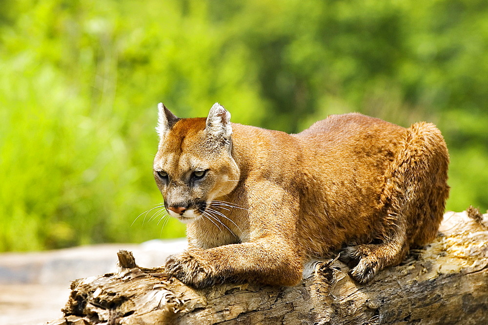 Cougar On A Log