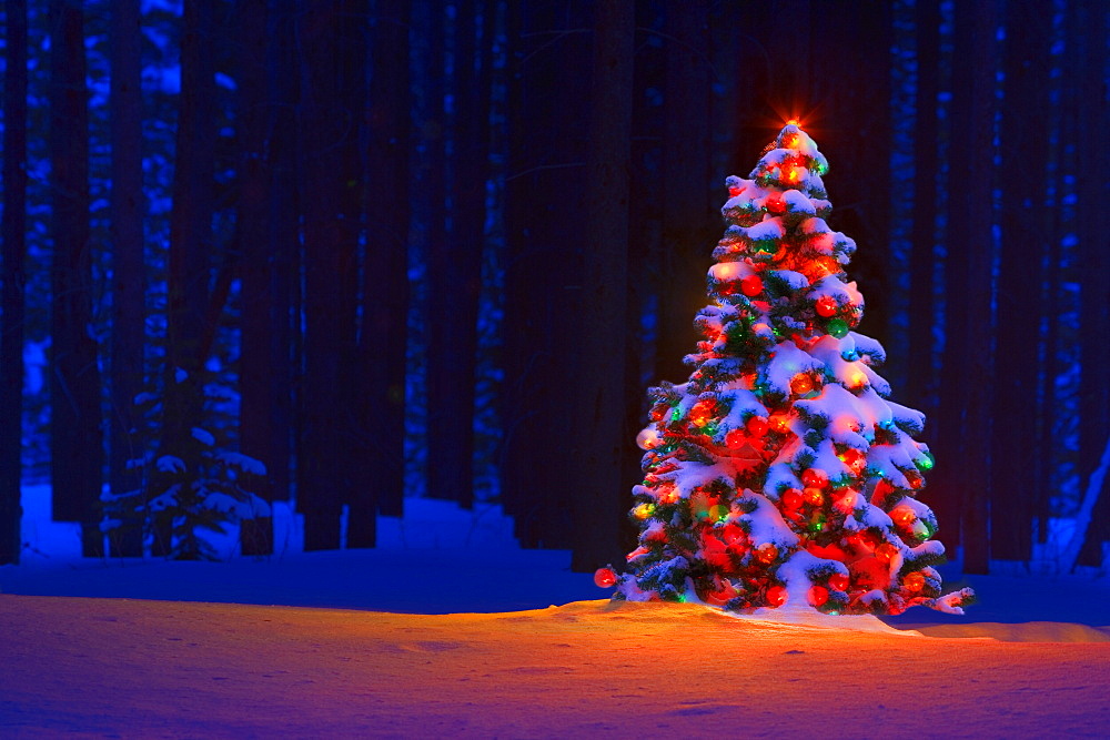 Christmas Tree In A Forest