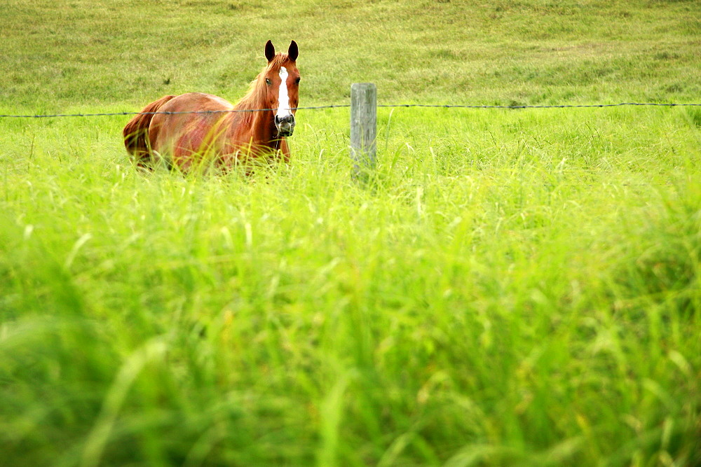 Horse In Tall Grass