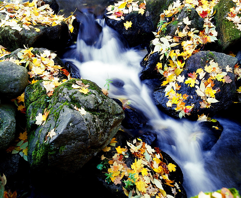 Fall Leaves Among Rocks On A River