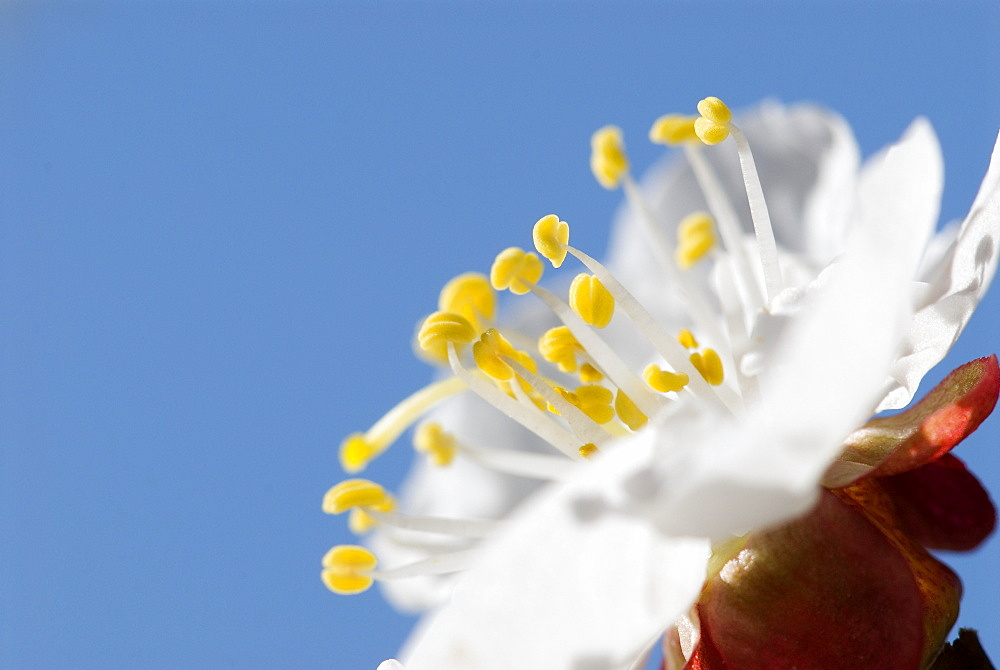 Apricot Flower Blooming