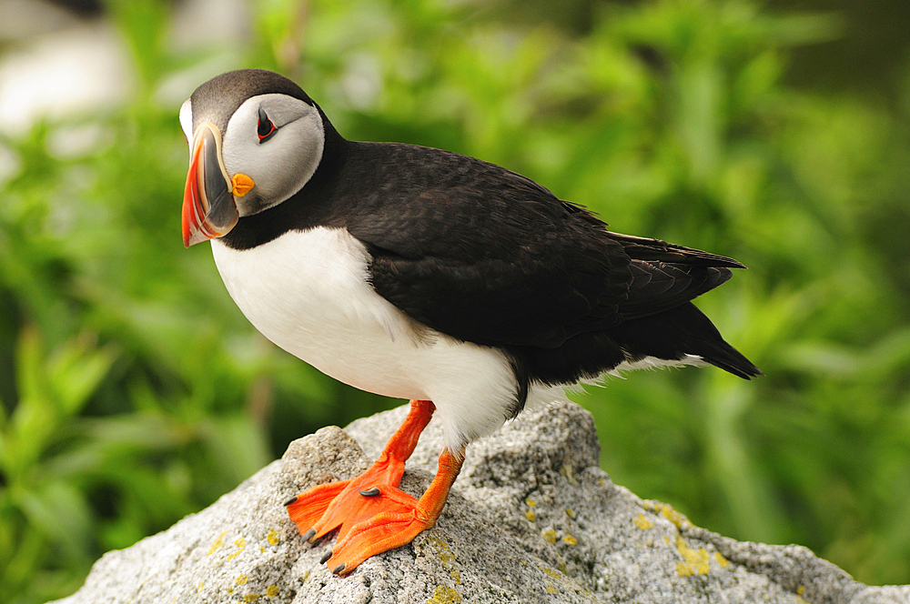 An Atlantic puffin standing on a rock by its burrow., Machias Seal Island, Maine.