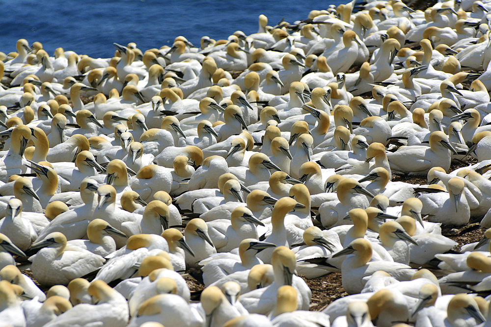 One of the world's largest breeding colonies of northern gannets on Bonaventure Island., Bonaventure Island, Quebec, Canada.