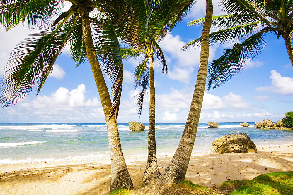 Palm trees line a beach in Barbados, Bathsheba, Barbados