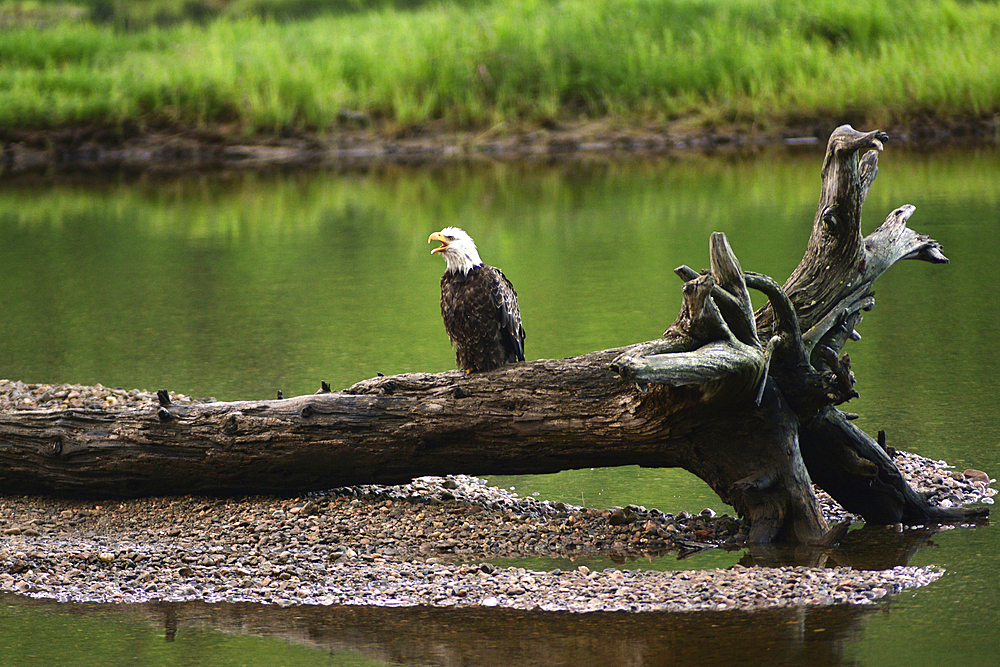 A bald eagle, Haliaeetus leucocephalus, converses with its mate from a log in the Ingonish River delta., Ingonish, Ingonish River, Cape Breton, Nova Scotia, Canada.