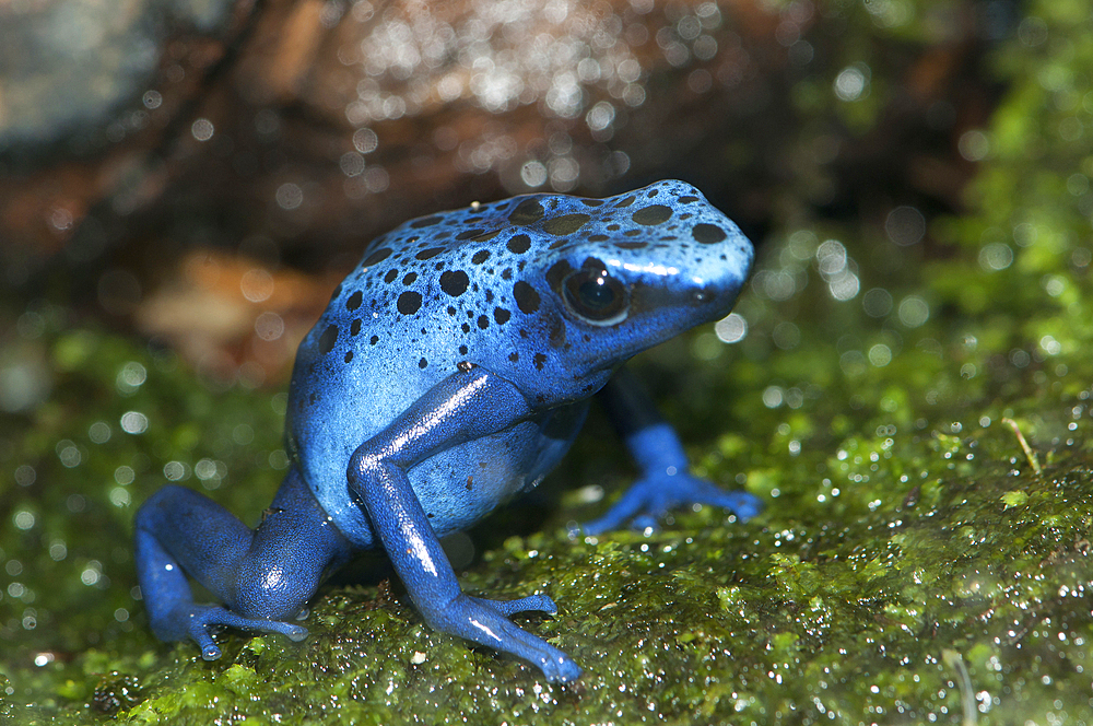 Close up portrait of a blue poison dart frog, Dendrobates azureus, native to Brazil and Suriname., Atlanta Botanical Garden, Atlanta, Georgia.