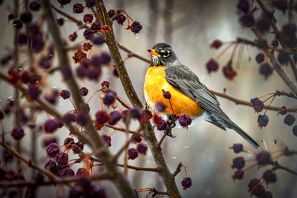 Robin sitting on an apple tree branch with dried small apples and snow flurries, Calgary, Alberta, Canada