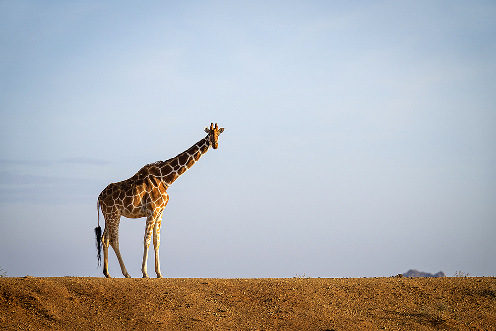 Reticulated giraffe (Giraffa camelopardalis reticulata) stands on dam watching camera, Segera, Laikipia, Kenya