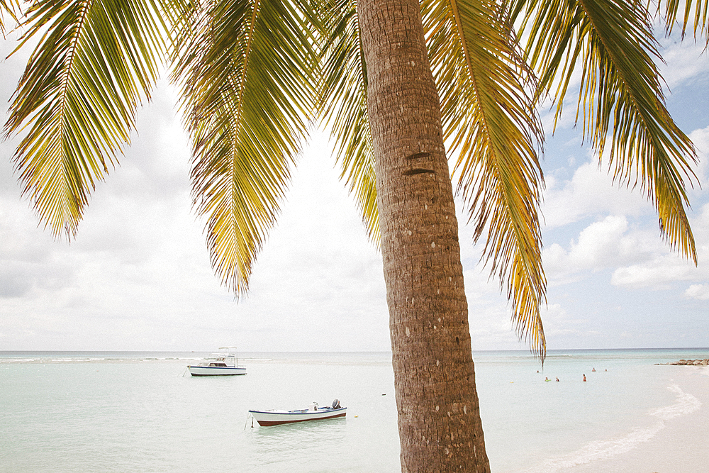 Close-up of palm tree with people swimming and boats moored close to shore on the pristine white sand beach at the small village of Worthing, Worthing, Barbados, Caribbean