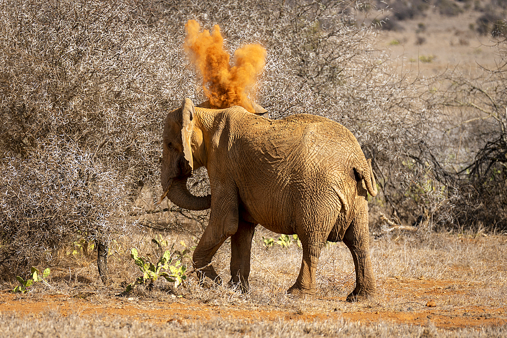 African bush elephant (Loxodonta africana) standing on the savannah throwing dust over itself at Segera, Segera, Laikipia, Kenya