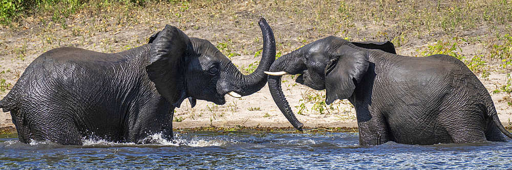 Panorama of African bush elephants (Loxodonta africana) standing in the water playing with each other with their trunks and tusks, face to face, in Chobe National Park, Chobe, North-West, Botswana